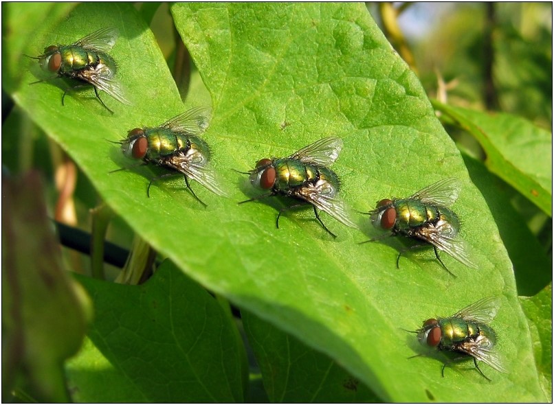 | wenn fliegen hinter fliegen fliegen ... |