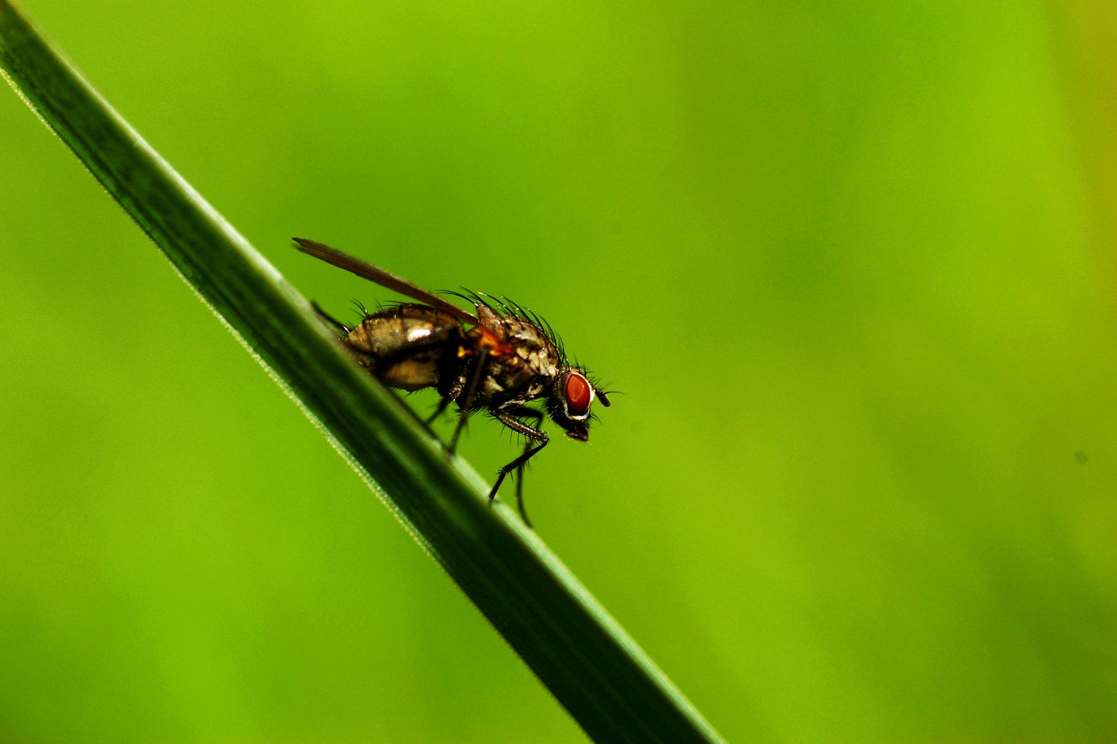 Wenn Fliegen hinter Fliegen fliegen,....