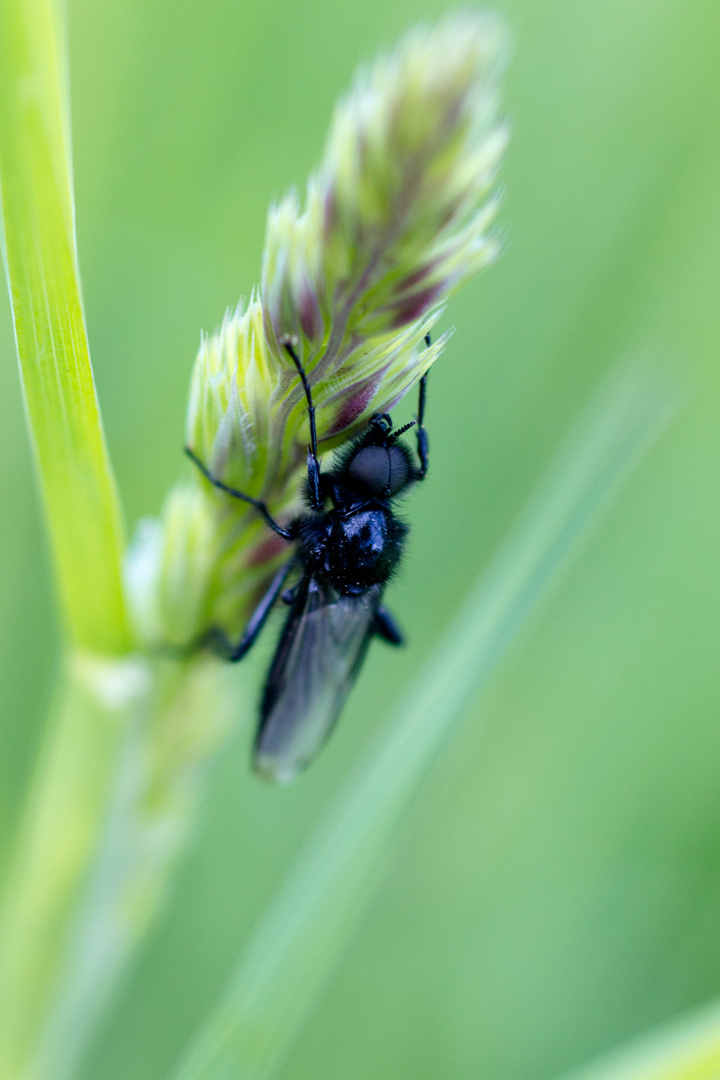 Wenn Fliegen hinter Fliegen fliegen...