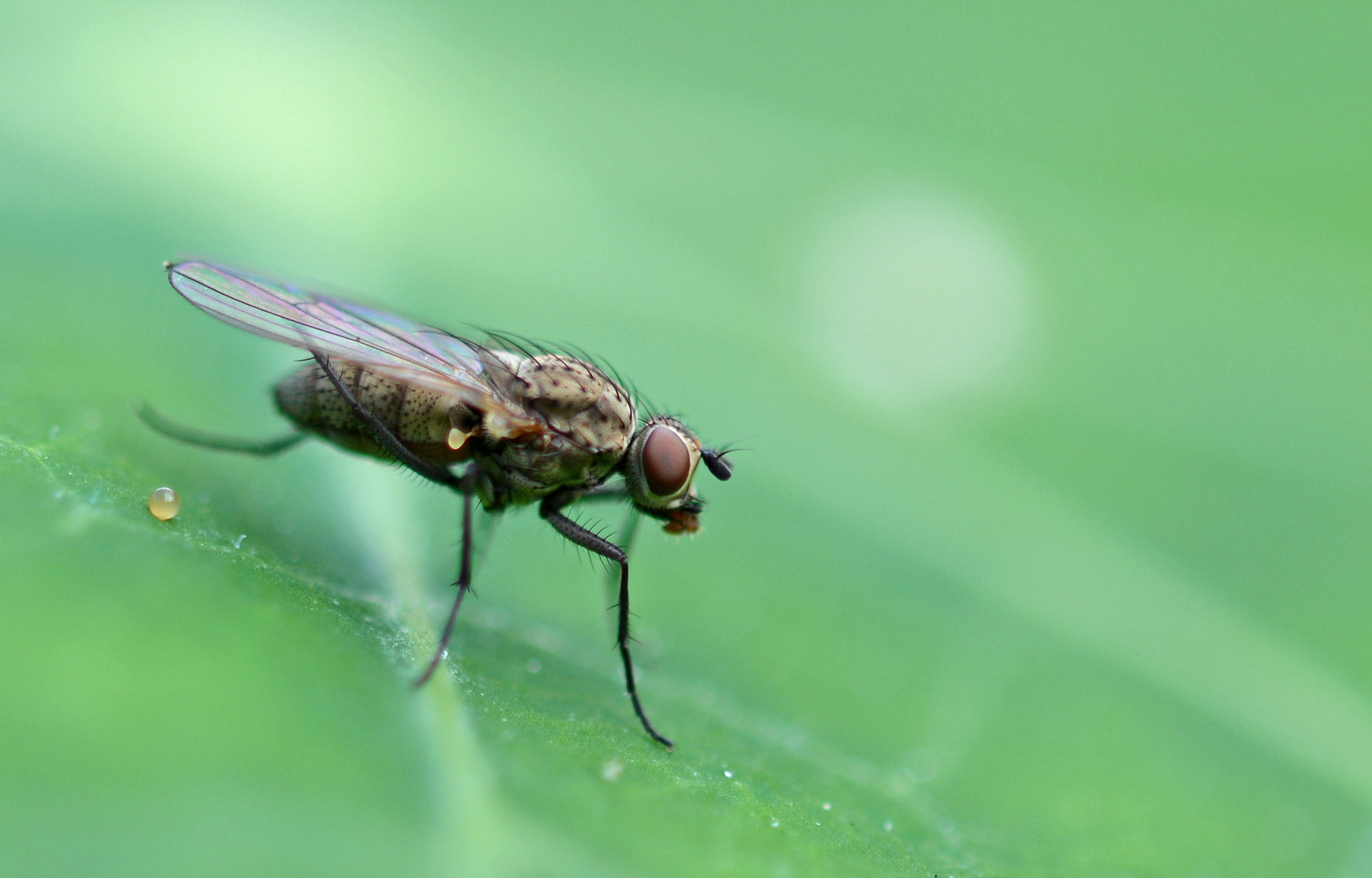 Wenn Fliegen hinter Fliegen fliegen, fliegen Fliegen Fliegen hinterher