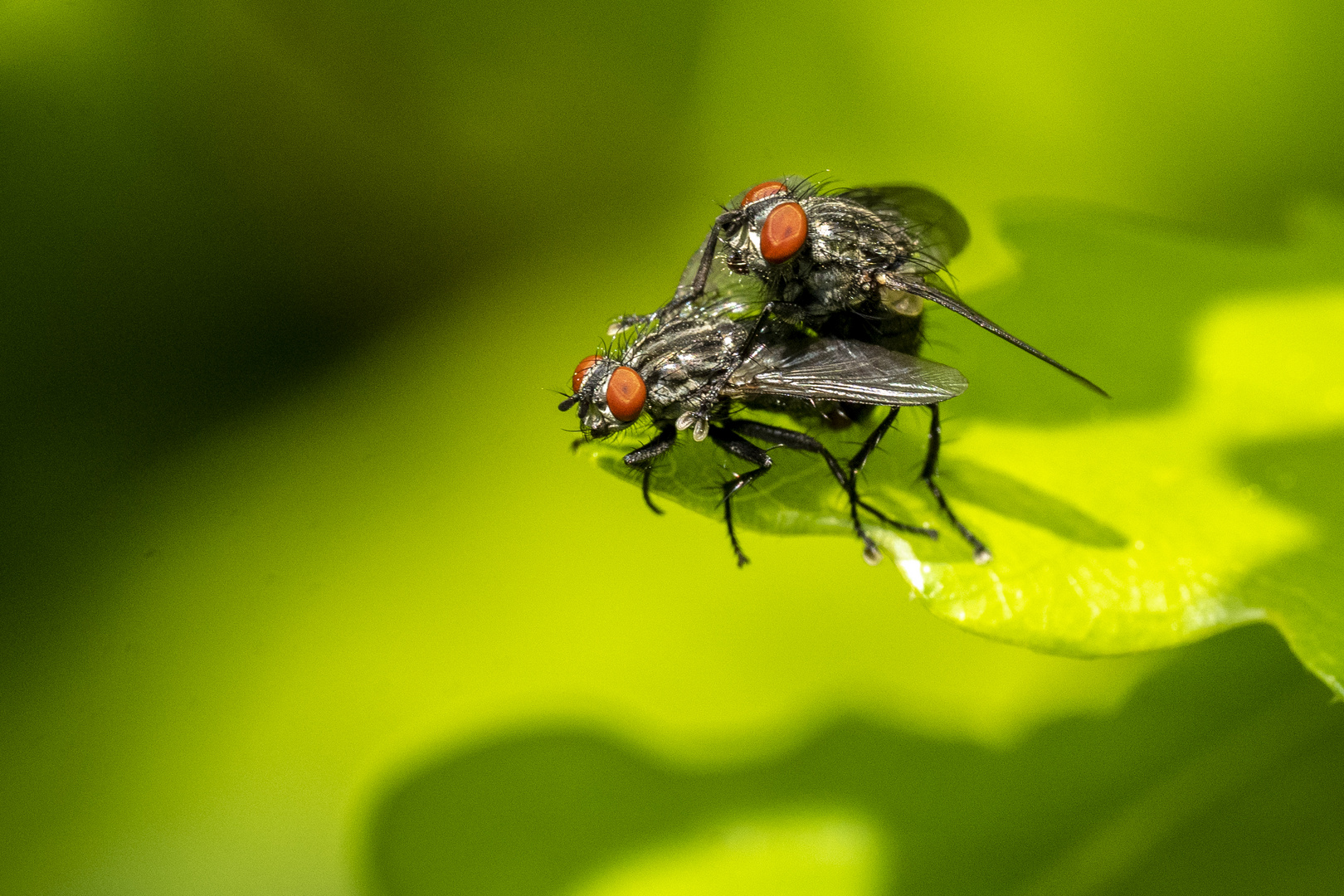 Wenn Fliegen .... nicht fliegen