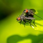 Wenn Fliegen .... nicht fliegen