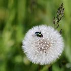  wenn Flieger nicht Fliegen - Airport -INN Lowi -17 5 2019