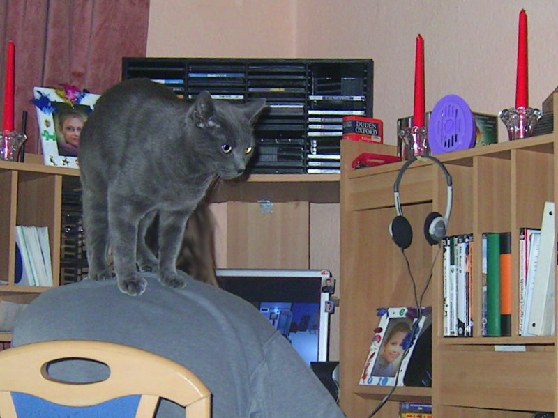 Wenn Frauchen nicht zum Kater kommt.... Foto & Bild tiere, haustiere, katzen Bilder auf