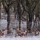 wenn Gänse durch die Baumkronen schwimmen...