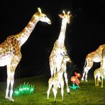Wenn Giraffen leuchten ...