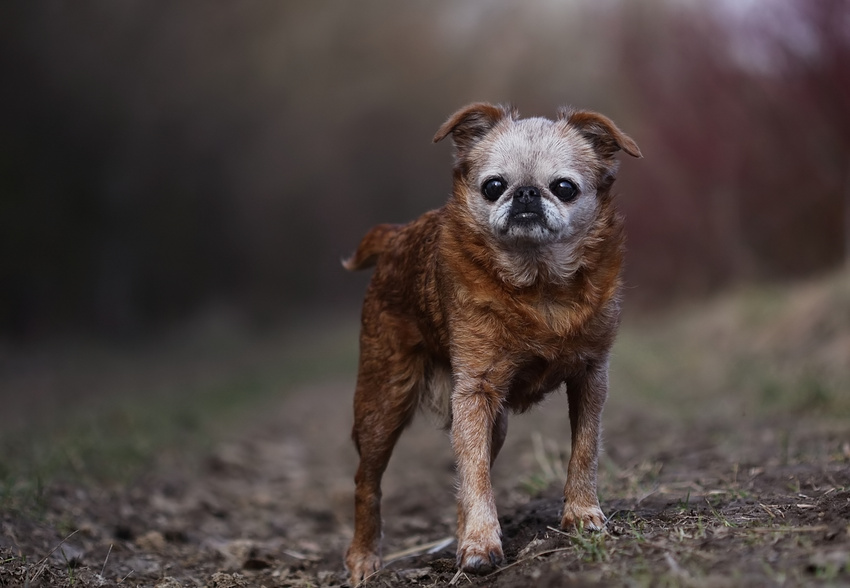 Wenn Gott einen Hund mißt ....