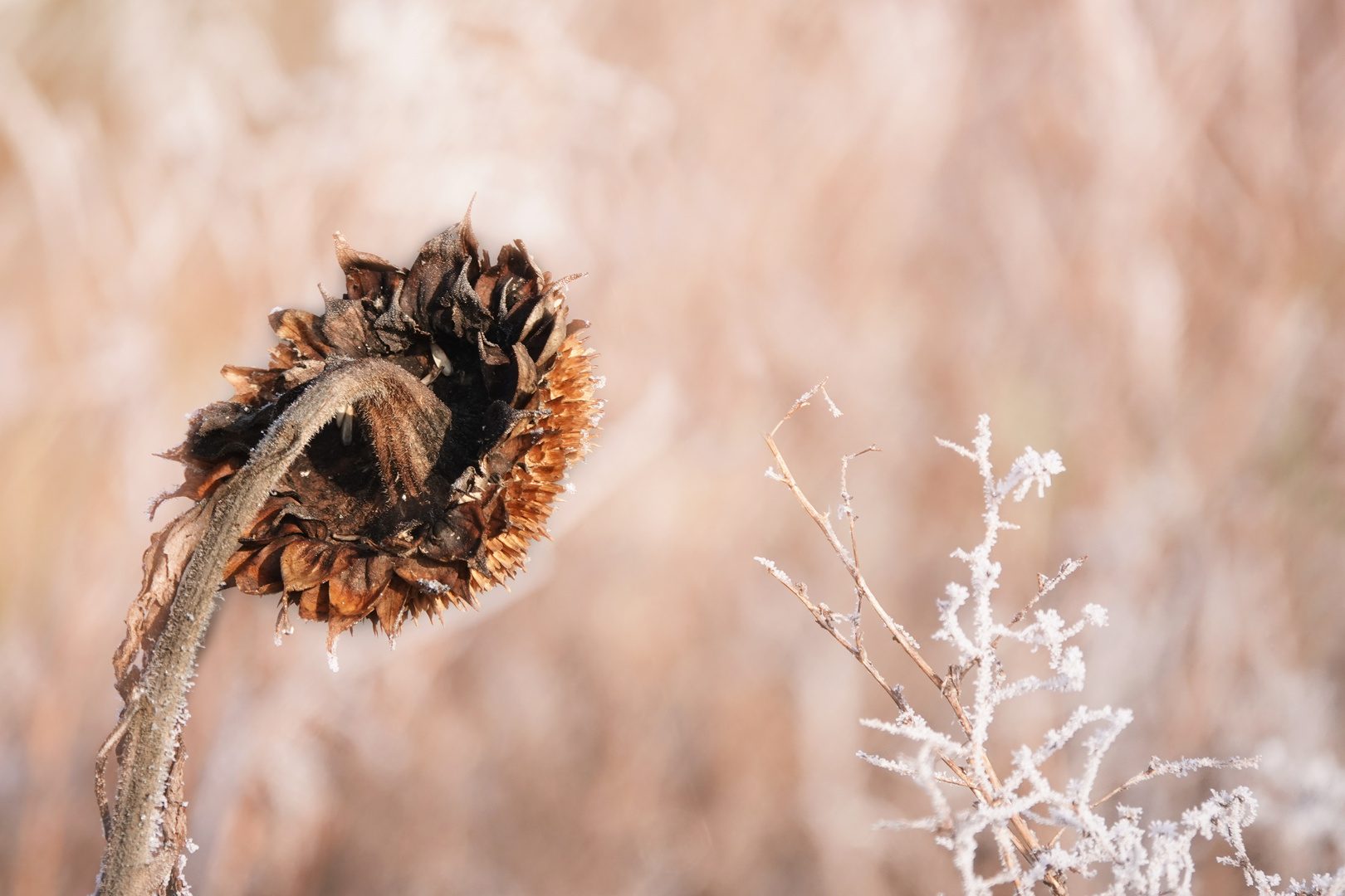 Wenn Herbst und Winter verschmelzen