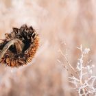 Wenn Herbst und Winter verschmelzen