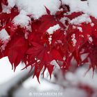 Wenn Herbstblätter vom Schnee überrascht werden ...