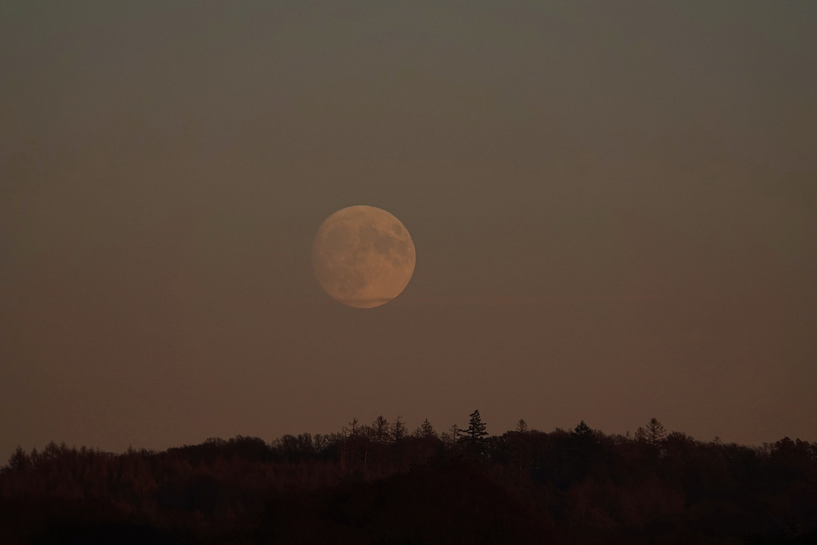 wenn hinter dem Wald der Mond aufsteigt