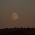 wenn hinter dem Wald der Mond aufsteigt