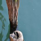 Wenn Holz das Wasser küsst