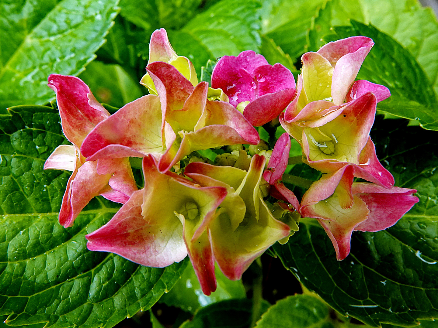 wenn Hortensien zur vollen Blüte werden