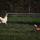 Wenn Hühner rennen