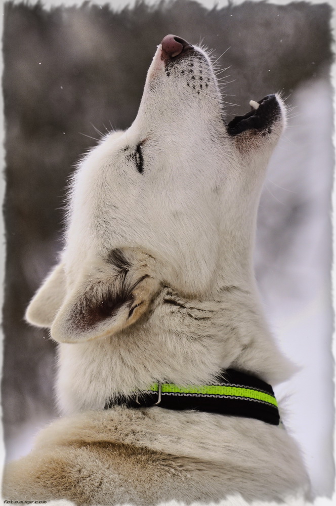 wenn Hunde heulen...