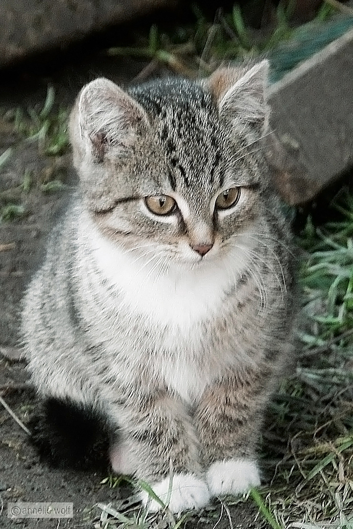 ...wenn ich dann mal groß bin... (meine Katze Kathy)