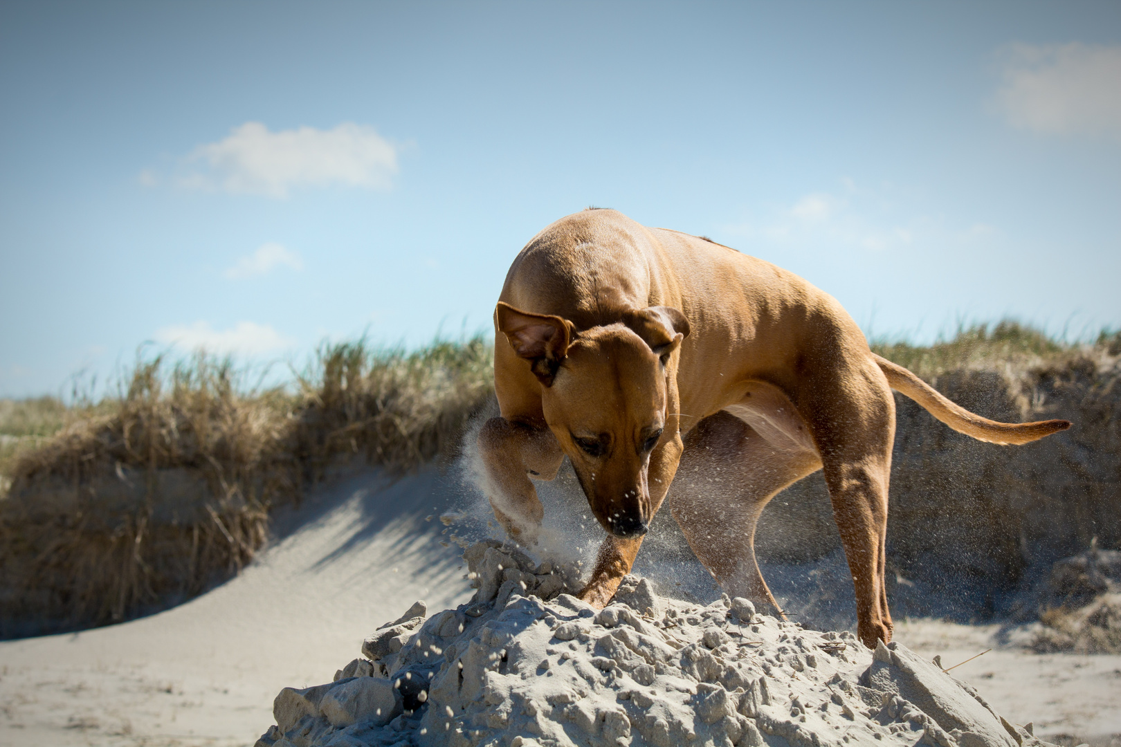 Wenn ich den Sand unter meinen Pfoten spüre...