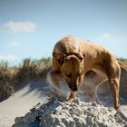 Wenn ich den Sand unter meinen Pfoten spüre...