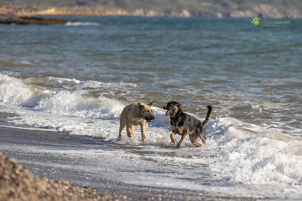 Wenn ich die See seh,