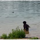 wenn ich doch nur schwimmen könnte . . . .