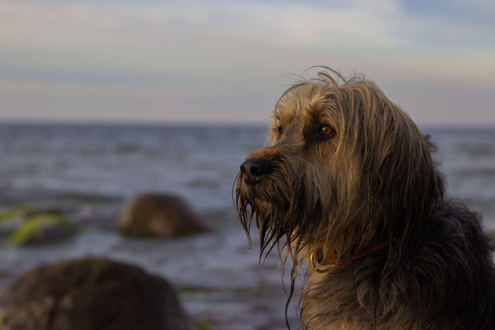 Wenn ich ein Seehund wär......