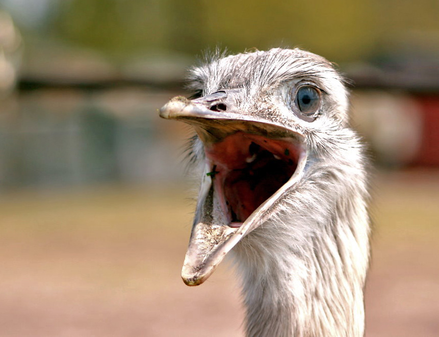 Wenn ich ein Vöglein wär.... lalala