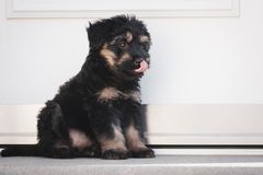 wenn ich einmal groß bin....