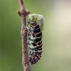 … wenn ich einmal gross bin, möchte ich Schmetterling werden...