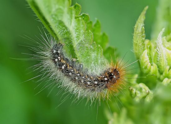 "Wenn ich einmal gross bin werde ich zum Himmel fliegen" ...