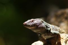 Wenn ich groooß bin werde ich Drache!!!