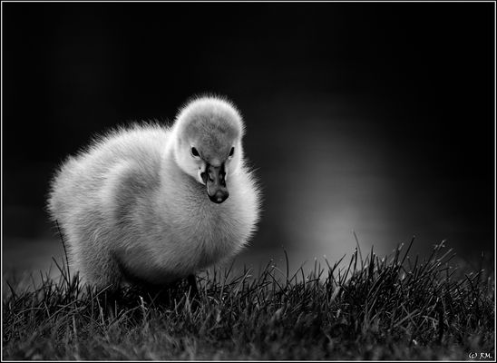 Wenn ich groß bin ...