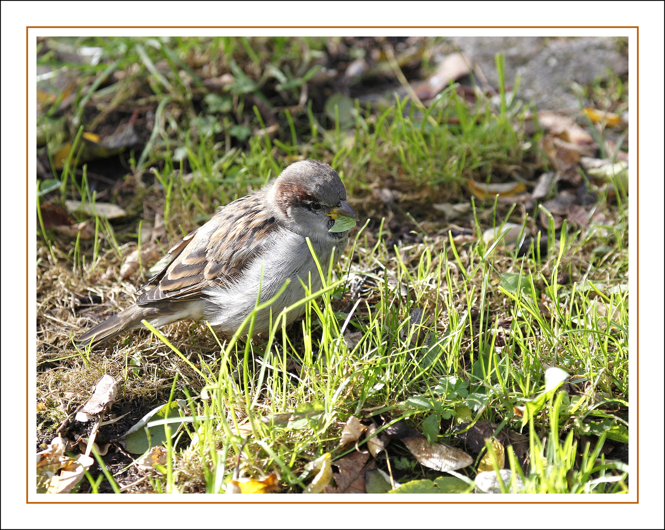 Wenn ich groß bin, bin ich ein Raubvogel