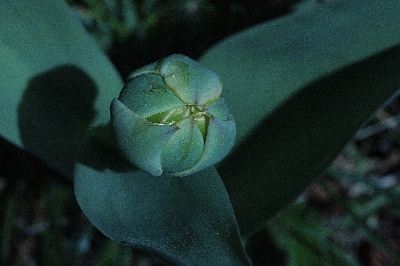 Wenn ich groß bin,, dann bin ich ne gelbe Tulpe