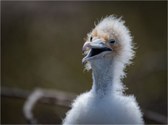 "Wenn ich groß bin, hab`ich auch blaue Füße"