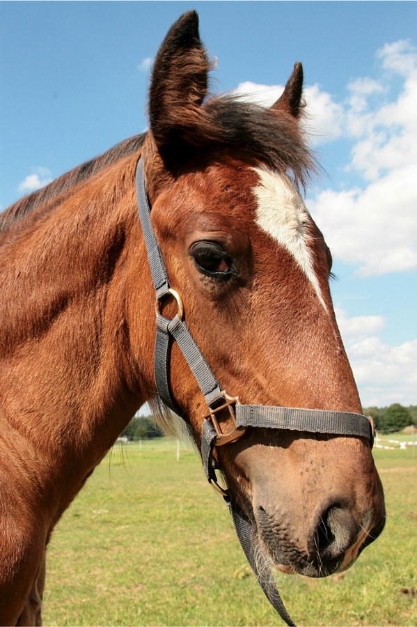 Wenn ich groß bin, reiten wir aus!?