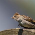 Wenn ich groß bin, werd ich Adler!