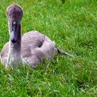 Wenn ich groß bin werd ich ein schöner Schwan