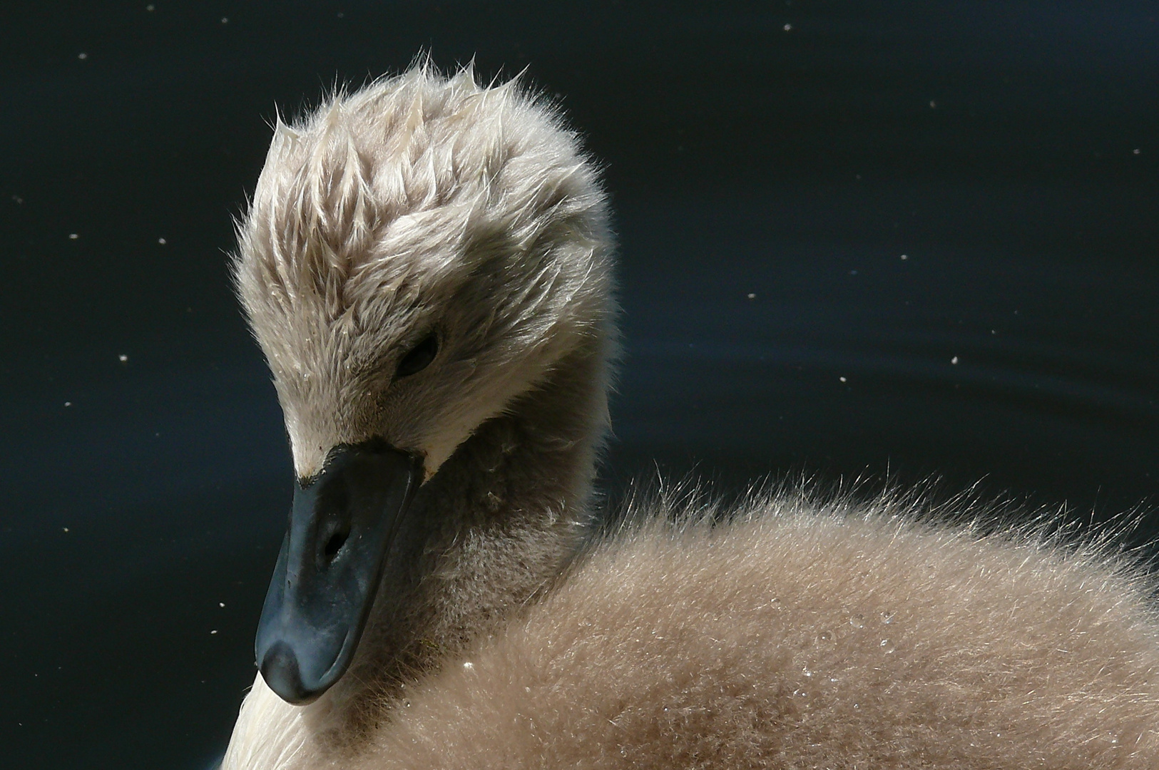 Wenn ich groß bin werd` ich ein Schwan ...