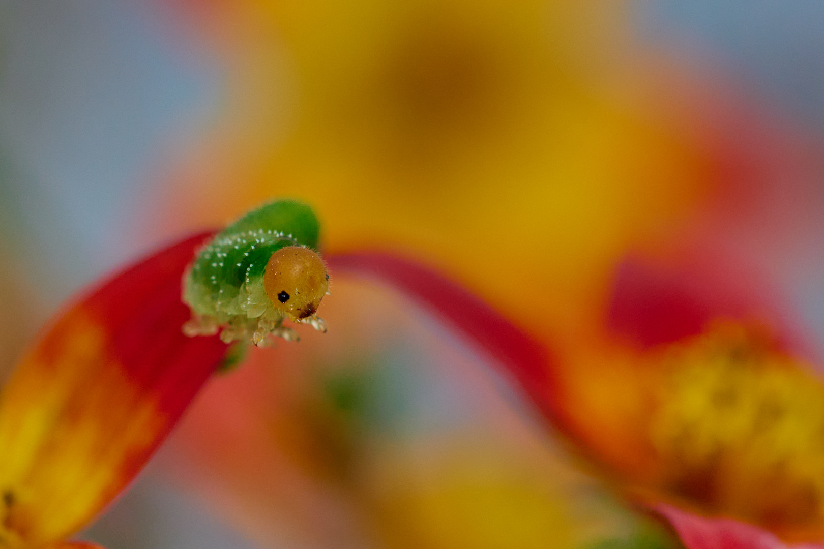 wenn ich groß bin werde ich ein Schmetterling ....oder ?