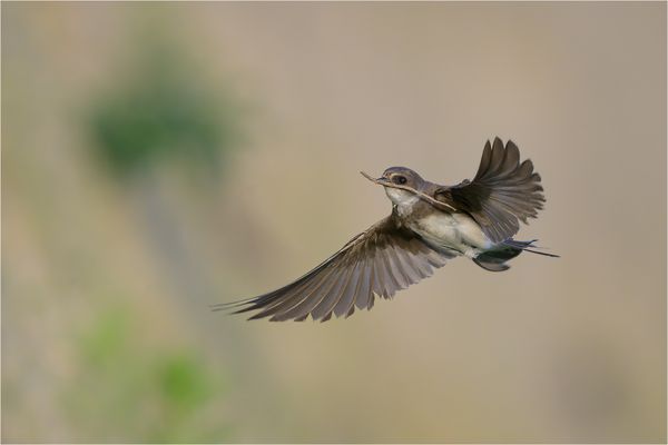 Wenn ich gross bin, werde ich eine richtige Friedenstaube mit einem Ölzweig