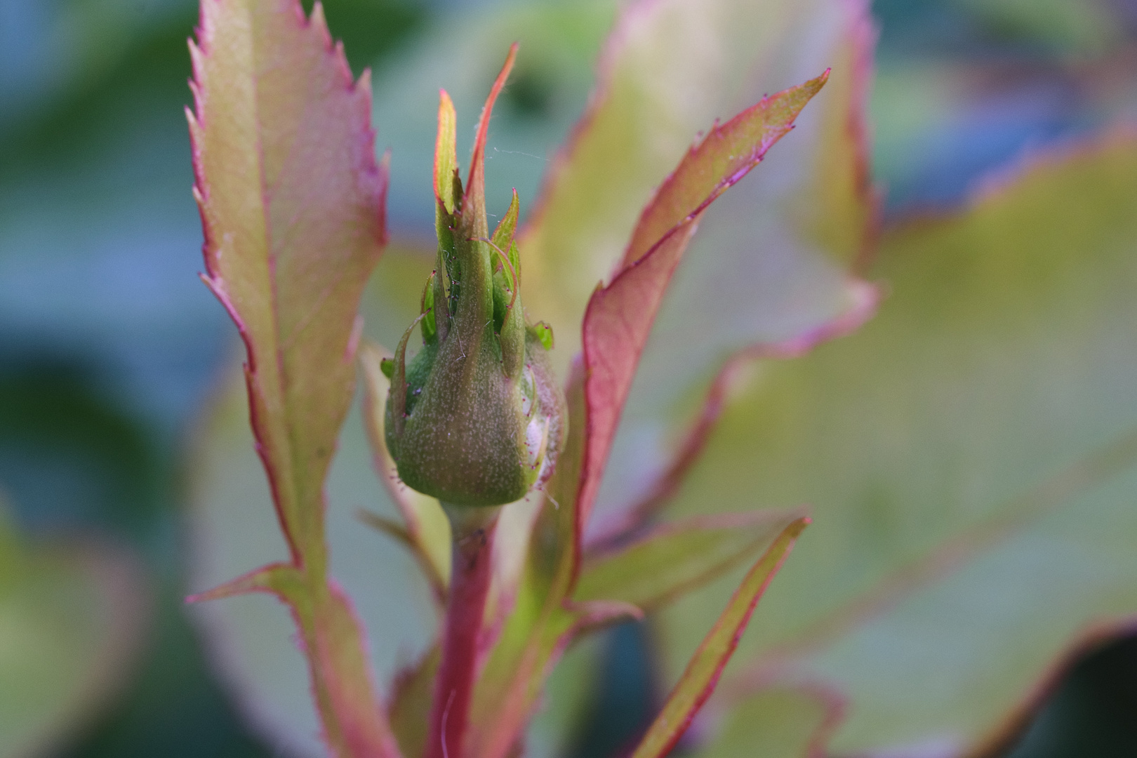 Wenn ich groß bin, werde ich eine Rose