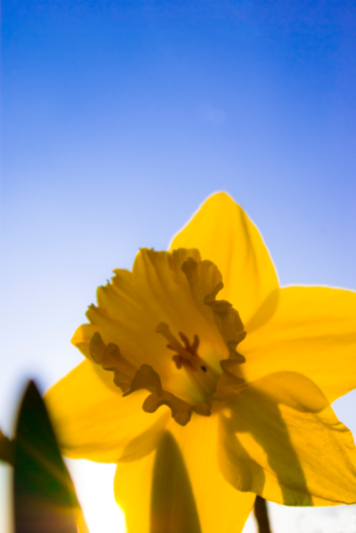 Wenn ich groß bin, werde ich eine Sonne by Mario. Klein