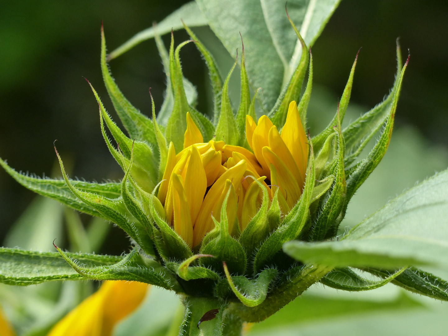 Wenn Ich groß bin werde Ich eine Sonnenblume