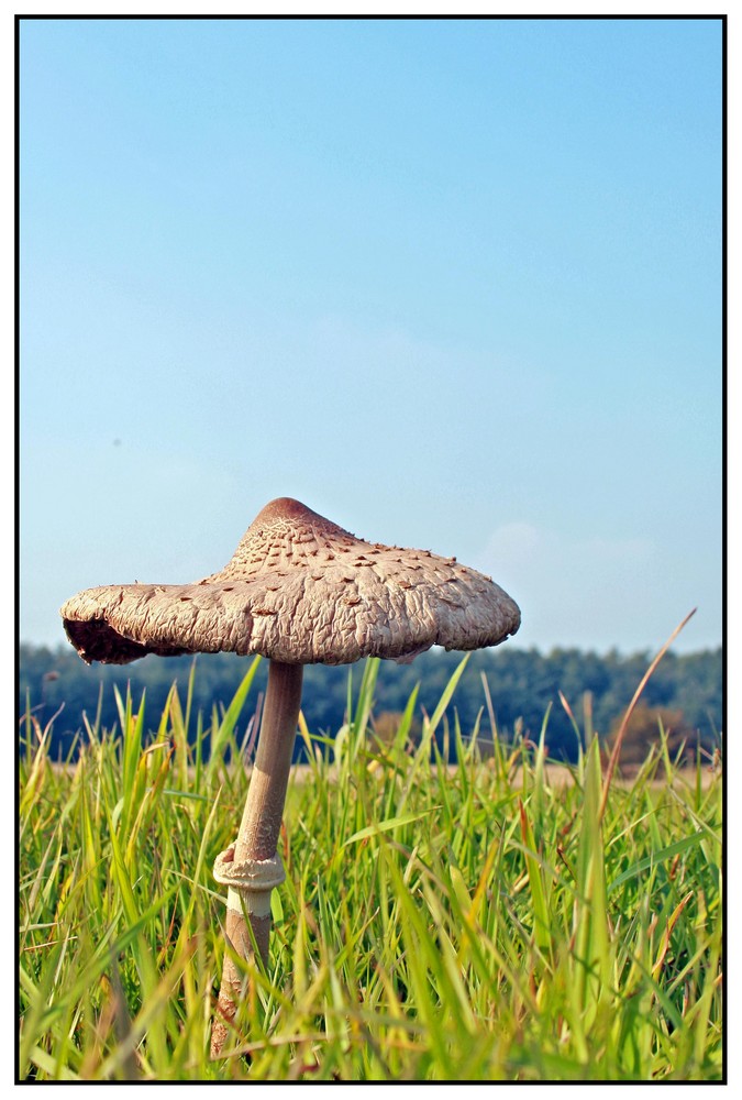 ~ wenn ich groß bin werde ich nen Baum ;-) ~