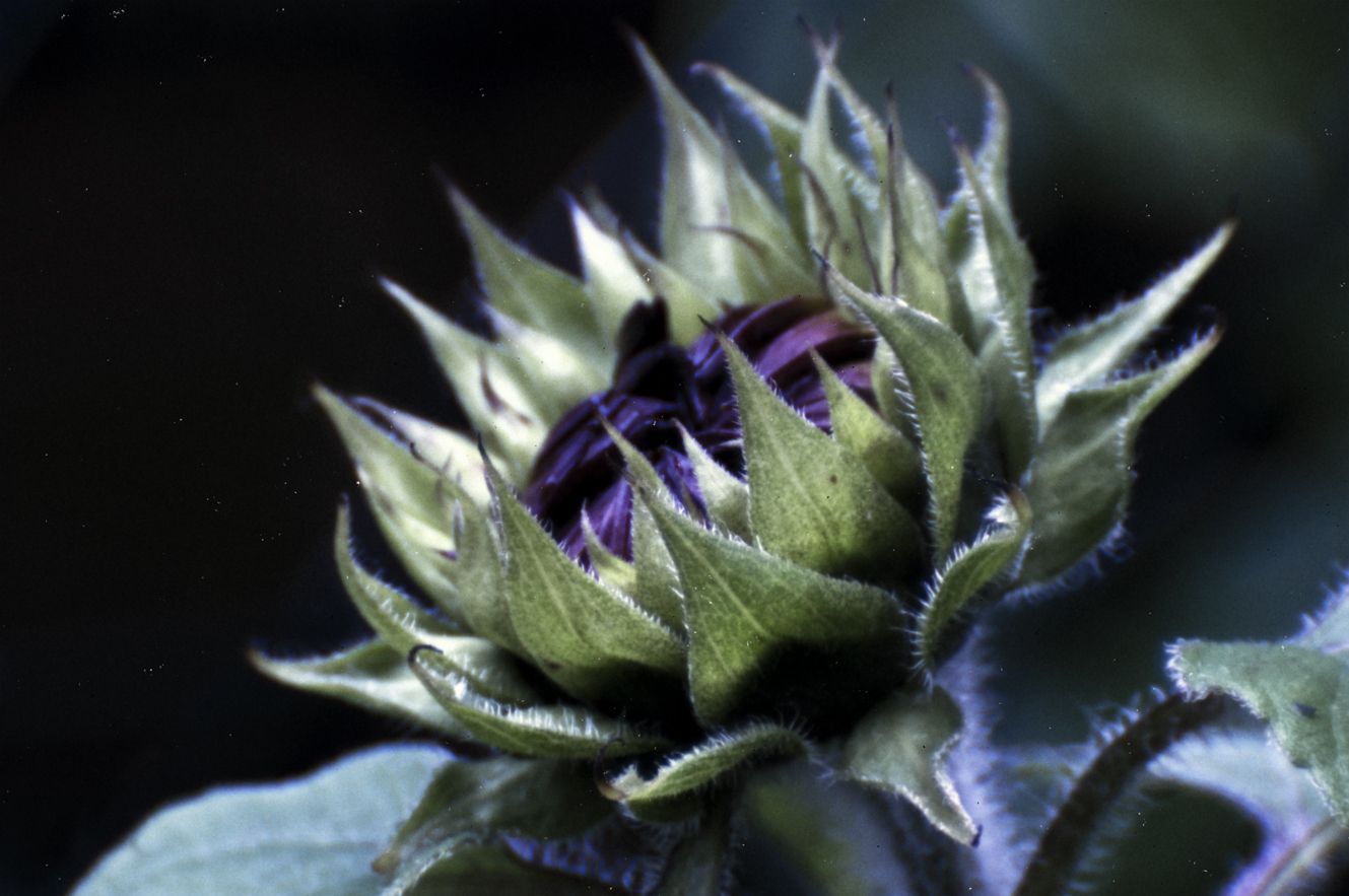 Wenn ich groß bin, werde ich Sonnenblume