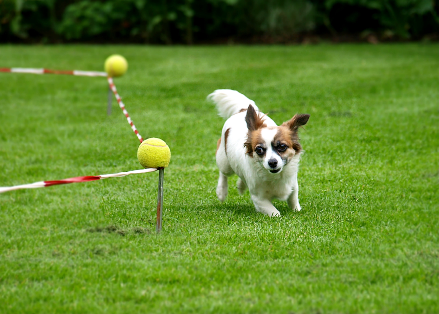 Wenn ich groß bin, will ich auch mal ein Hütehund werden