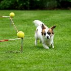 Wenn ich groß bin, will ich auch mal ein Hütehund werden