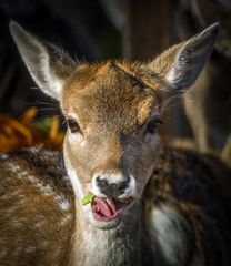 "wenn ich gut esse, dann werd ich mal ein gaaaanz Großer"