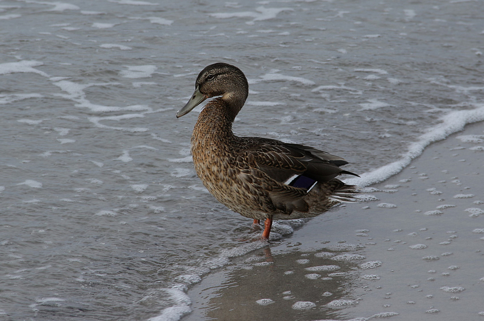 Wenn ich ins Wasser gehe wird mein Federkleid nass ... ...